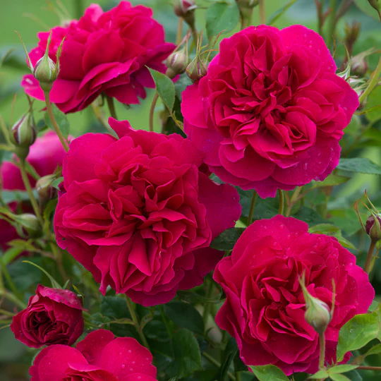 DAVID AUSTIN ROSES - Thomas A' Becket