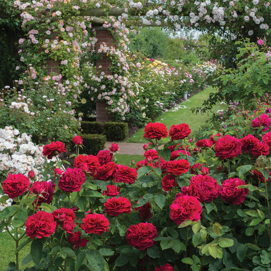 DAVID AUSTIN ROSES - L D Braithwaite