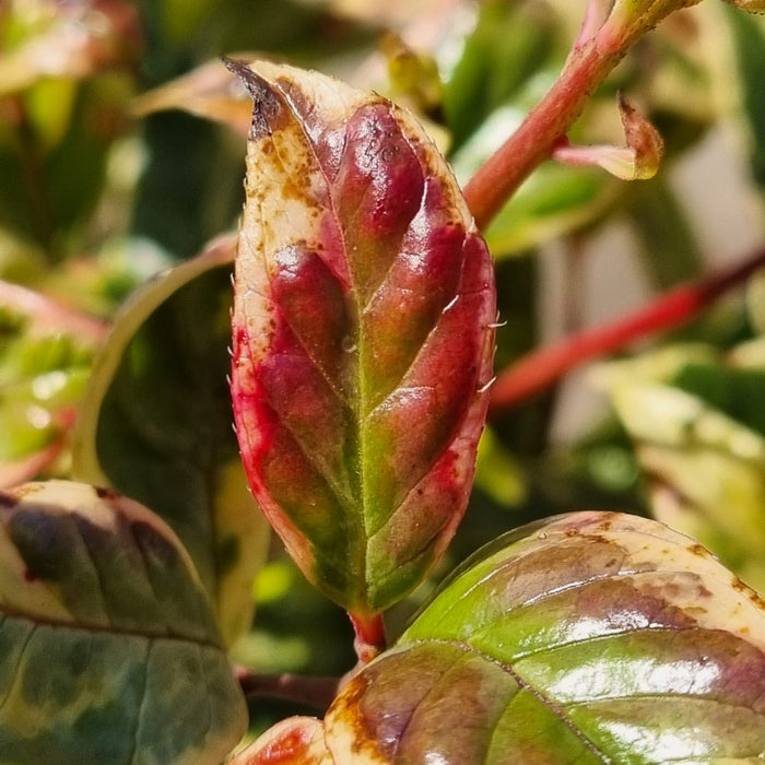 VE LEUCOTHOE 'Firestar'