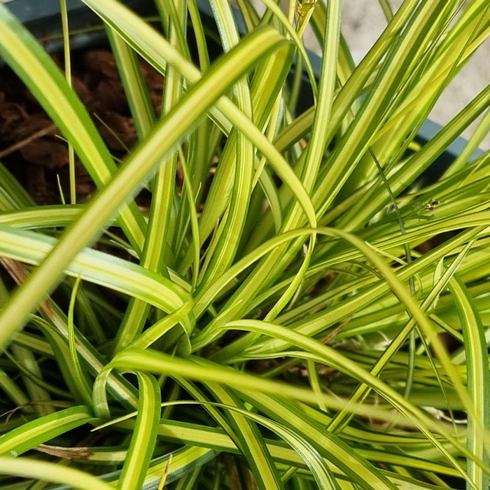 CAREX Eversheen