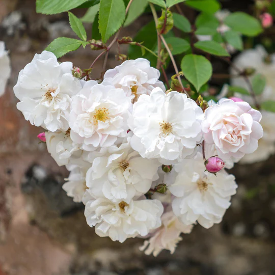 DAVID AUSTIN ROSES - Adelaide D'Orleans