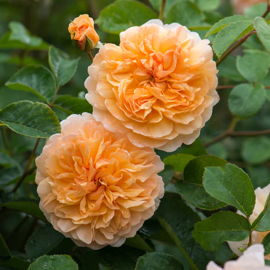 DAVID AUSTIN ROSES - Port Sunlight