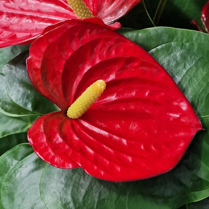 ANTHURIUM Edison 17cm