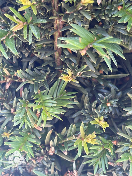 TAXUS Pyramid 60-70cm