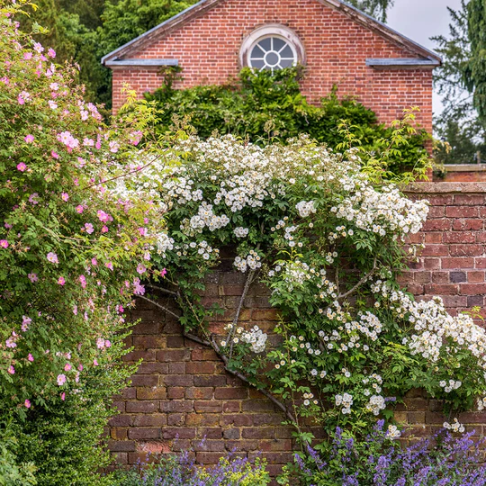 DAVID AUSTIN ROSES - Rambling Rector