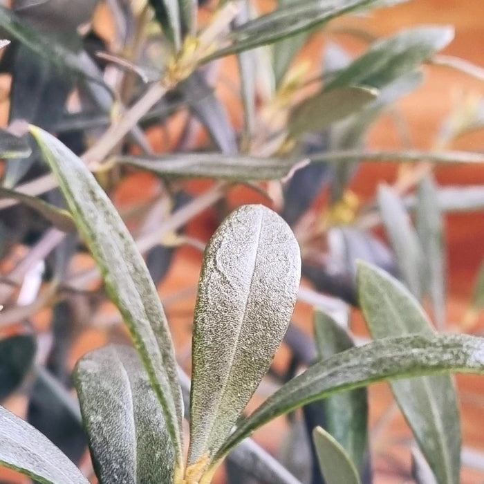 OLEA europaea P24