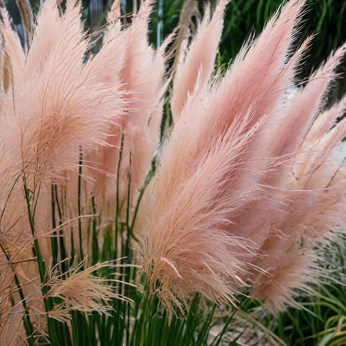 CORTADERIA 'Rosea' 17cm