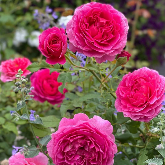 DAVID AUSTIN ROSES - Gabriel Oak