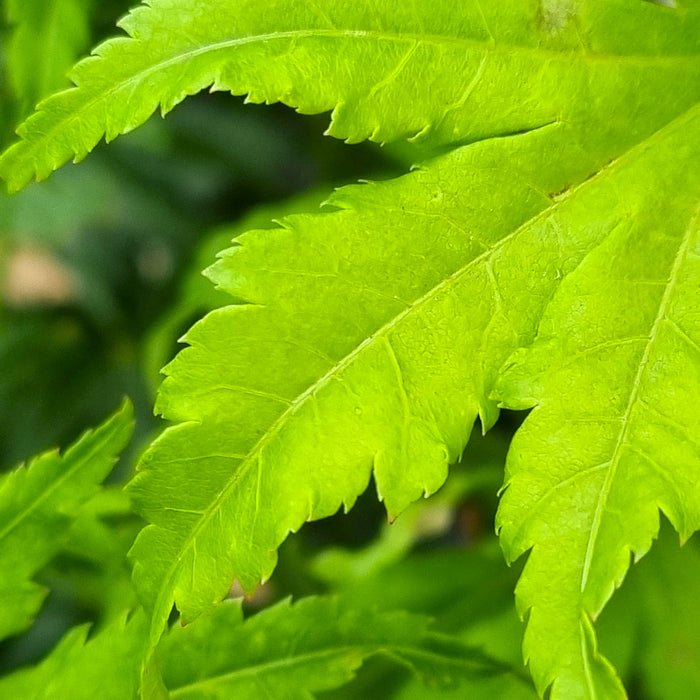 VE ACER 'Palmatum Going Green' 15cm