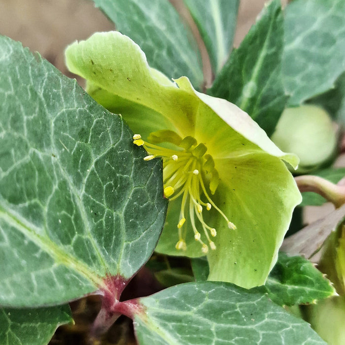 VE HELLEBORUS 'Sternii'