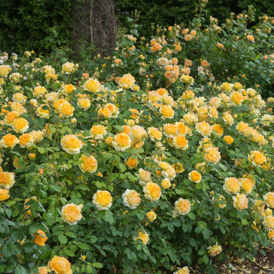 DAVID AUSTIN ROSES - Molineux