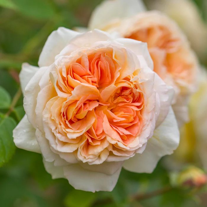 DAVID AUSTIN ROSES - Bathsheba Climbing