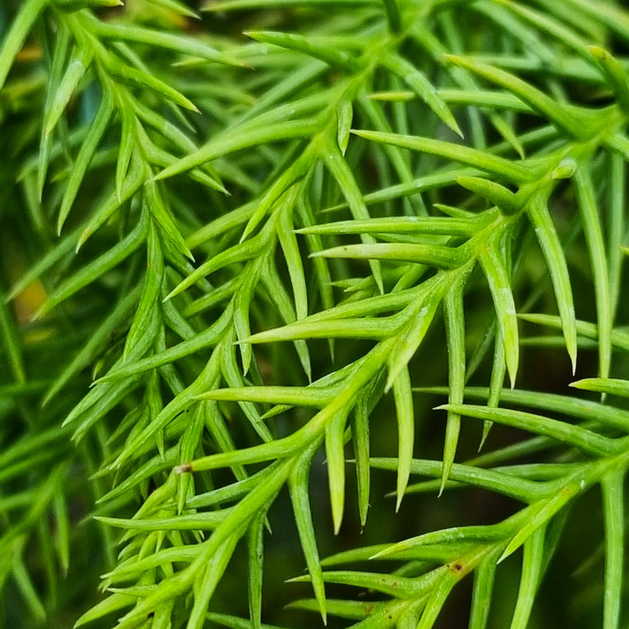 CRYPTOMERIA jap. Sekkan Sugi 4.5ltr