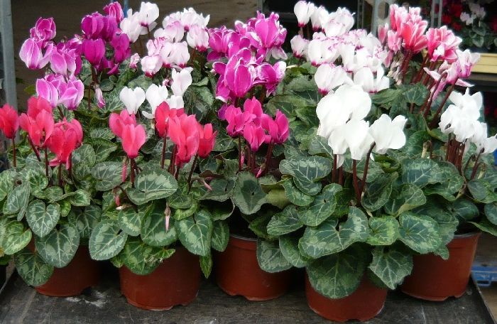 Plant Bundle 3 (3 x Mini Cyclamen)