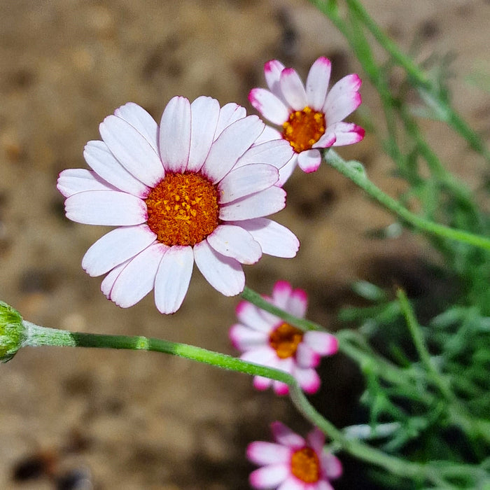 RHODANTHEMUM 'Marrakech' 3ltr