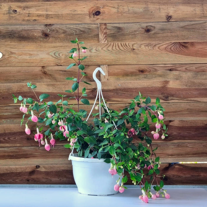 FUCHSIA Bella Hanging Basket