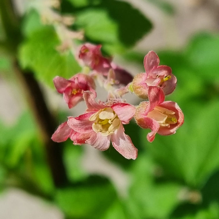 RIBES  Sanguineum