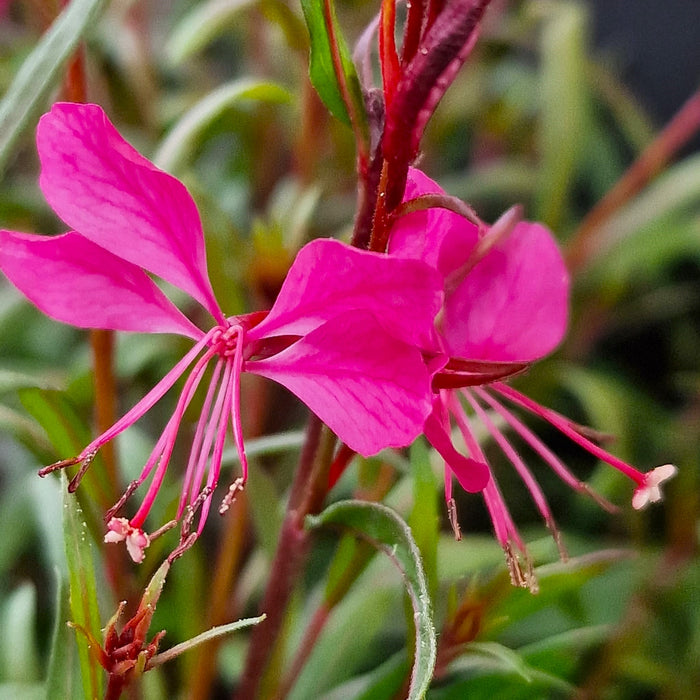 GAURA lindheimeri Belleza 3ltr