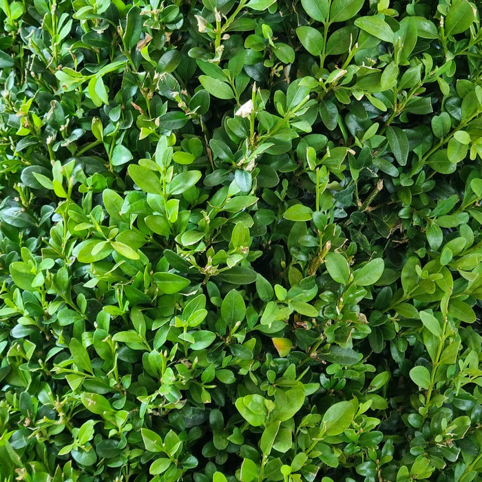 BUXUS Sempervirens PYRAMID XL