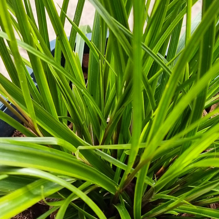 VANE CAREX  'Everlime' 17cm