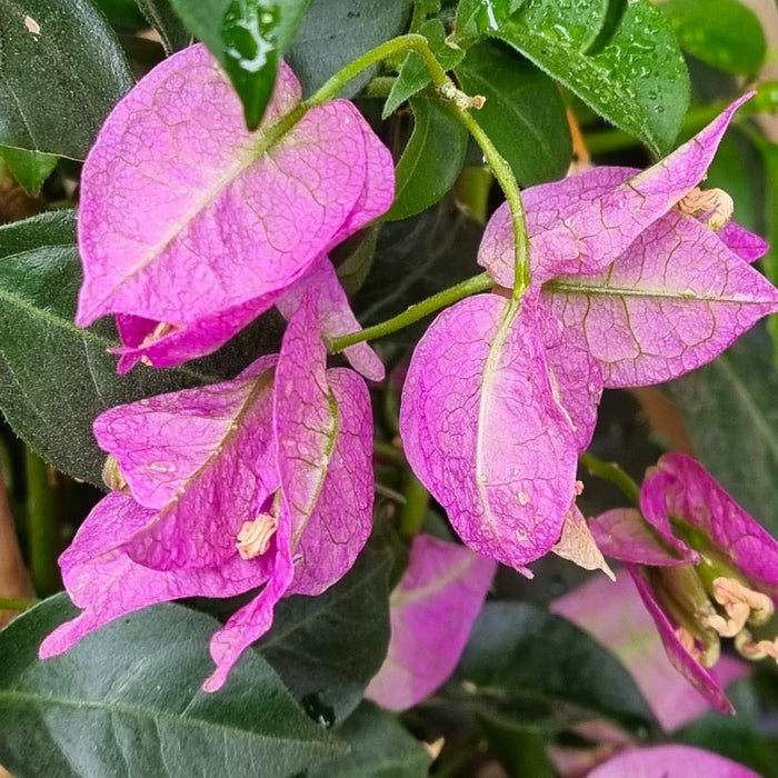 BOUGAINVILLEA  Pyramid