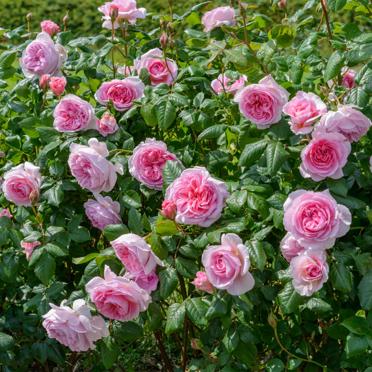 DAVID AUSTIN ROSES -  The Ancient Mariner