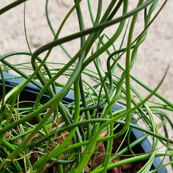 VE JUNCUS 'Spiralis' 17cm