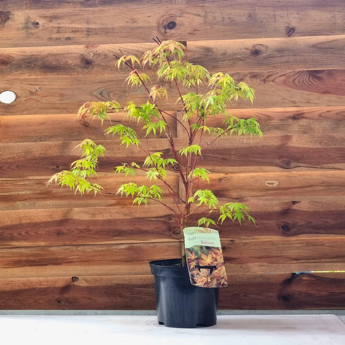 ACER  Palmatum  'Katsura'