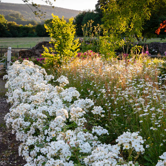 DAVID AUSTIN ROSES - Kew Gardens