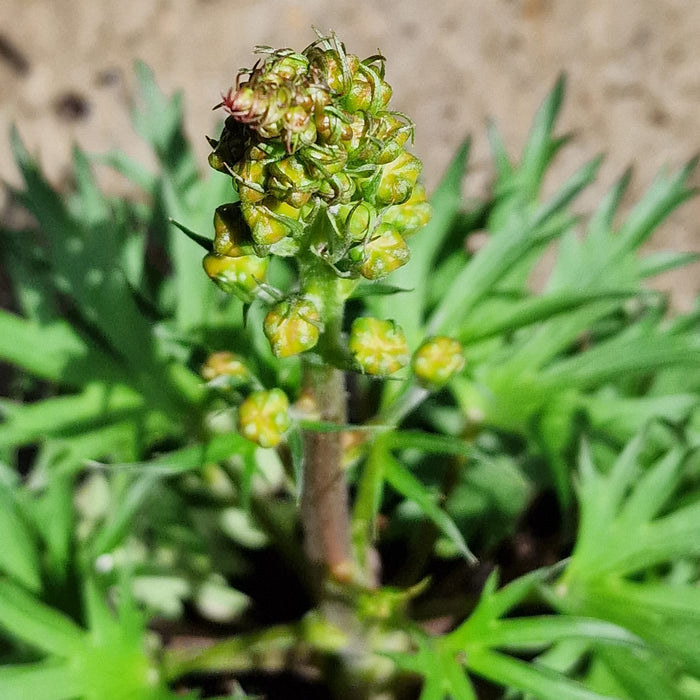 DELPHINIUM 'Red Lark' 3L