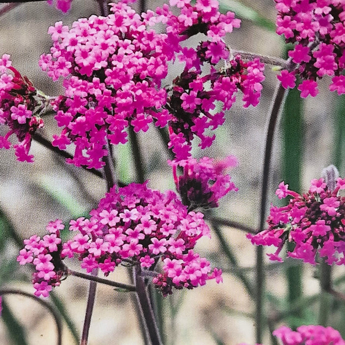 VERBENA bonariensis 3ltr