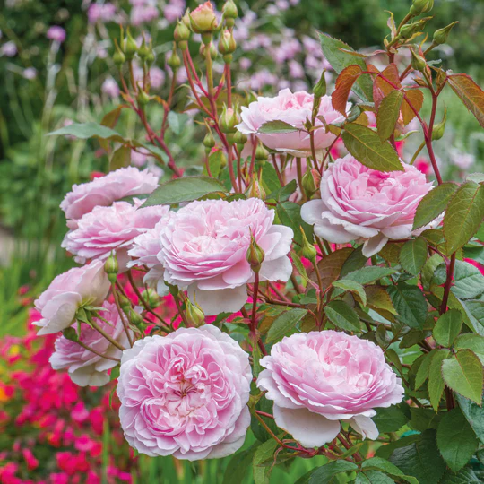 DAVID AUSTIN ROSES - Silas Marner