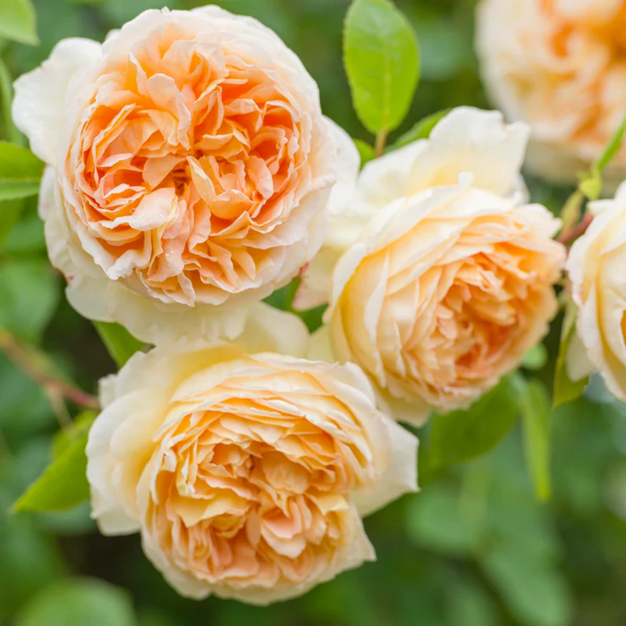 DAVID AUSTIN ROSES - Bathsheba Climbing