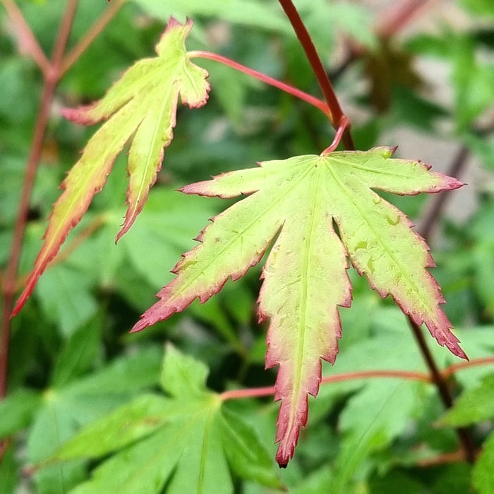 ACER Palm. Red Wine