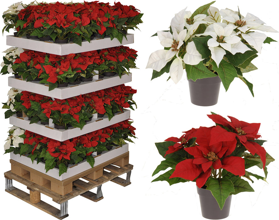 Koopman Poinsettia Christmas Flowers In A Pot