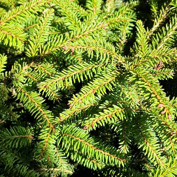 Picea Abies Nidiformis* 4.5L