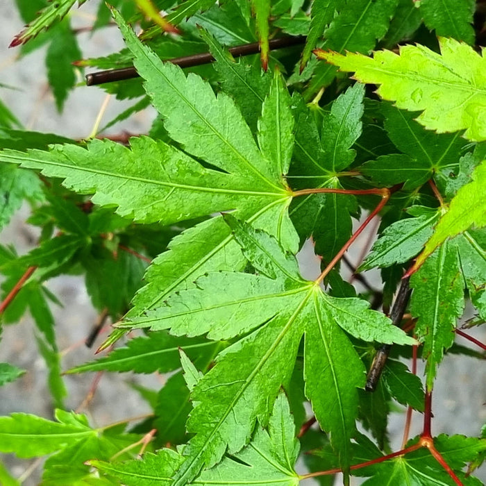 ACER Palm. Red Wine