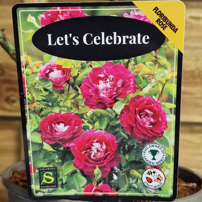 ROSE Lets Celebrate - Celebration 3ltr