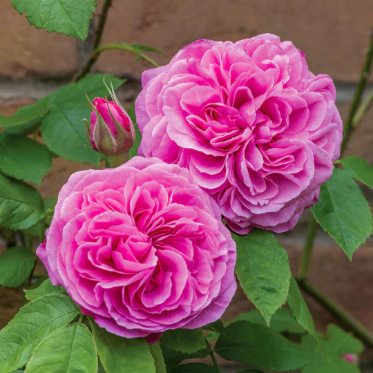 DAVID AUSTIN ROSES - Gertrude Jekyll