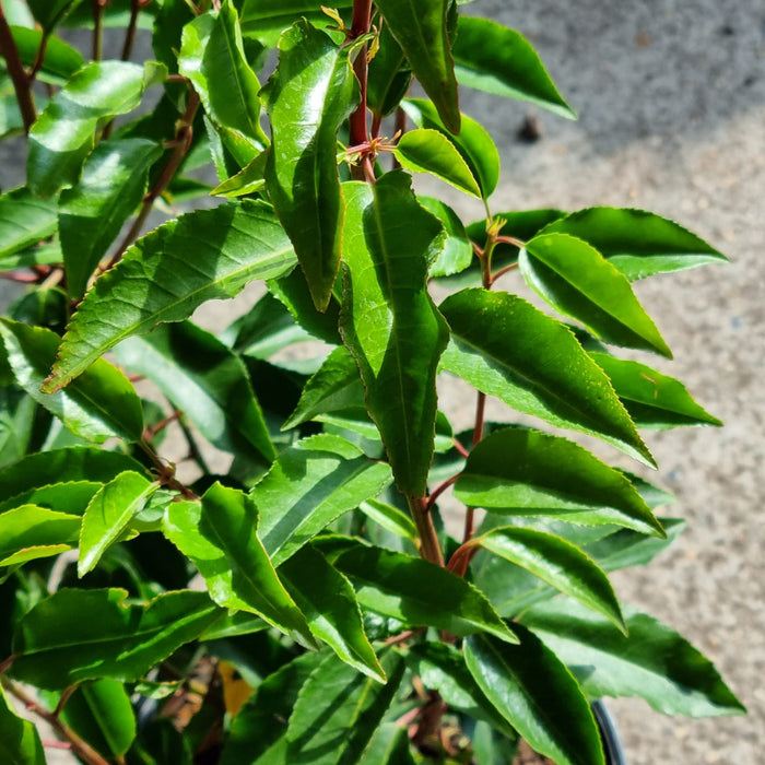 VANE PRUNUS  'Lusitanica Angustifolia' 19cm