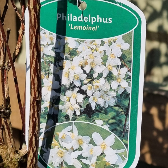 Philadelphus Lemoinei 3l