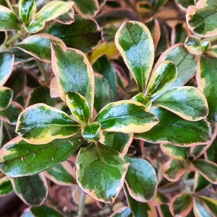 VANE COPROSMA  'Rainbow Suprise' 17cm