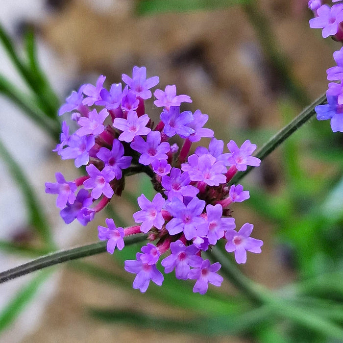 VERBENA bonariensis Lollipop 3ltr