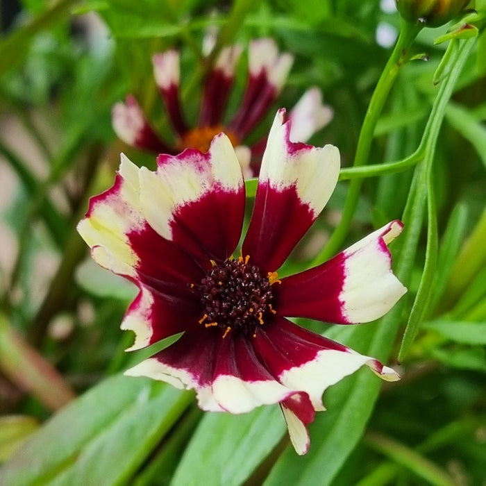 COREOPSIS Corizon Black/White