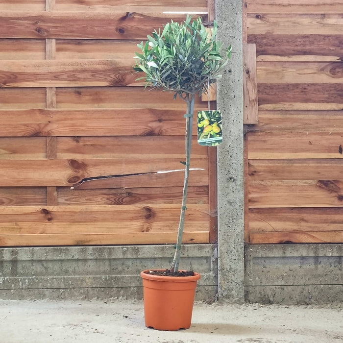 OLEA Europaea On Stem 110cm