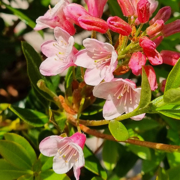 RHODODENDRON 'Bloombux Magenta' 2L