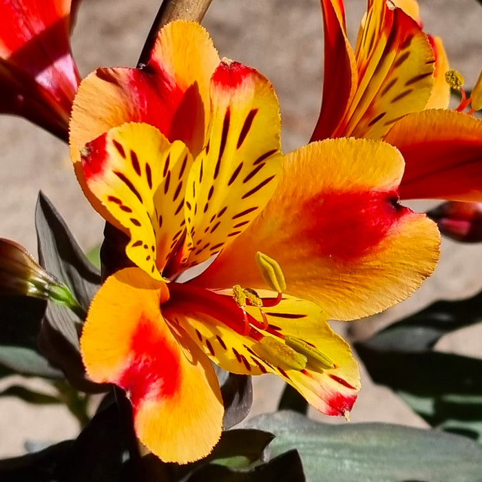 ALSTROMERIA  Indian Summer 17cm