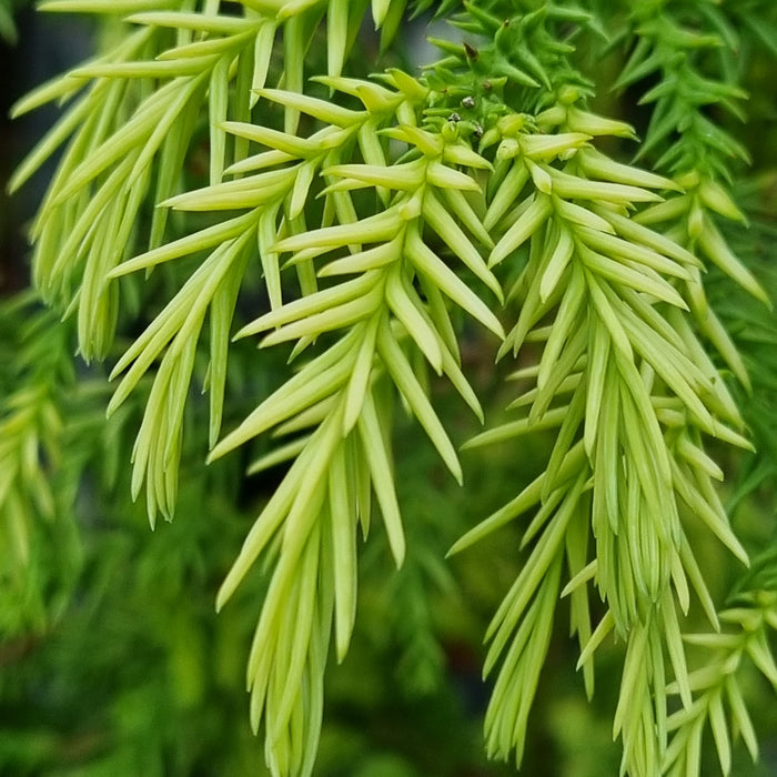 CRYPTOMERIA jap. Sekkan Sugi 4.5ltr