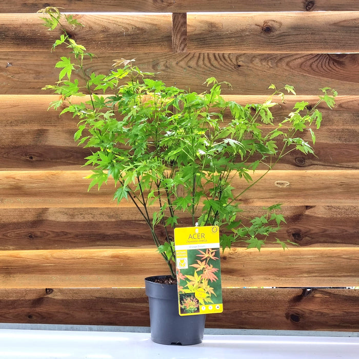 VE ACER 'Palmatum Orange Dream' 15cm