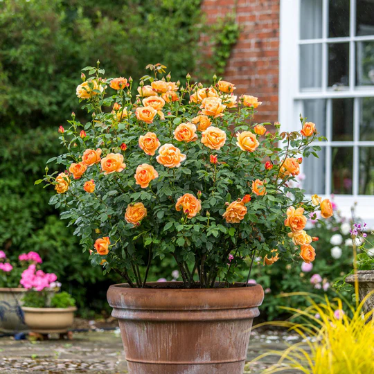 DAVID AUSTIN ROSES - Lady Of Shalott